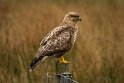 077 Isle of Skye, buizerd